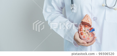 Doctor holding Anatomical kidney Adrenal gland model. disease of Urinary system and Stones, Cancer, world kidney day, Chronic kidney, Urology, Nephritis, Renal and Transplant concept Doctor holding Anatomical kidney Adrenal gland model. disease of Urinary system and Stones, Cancer, world kidney day, Chronic kidney, Urology, Nephritis, Renal and Transplant concept 99306520