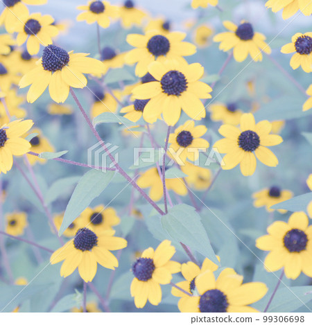 Rudbeckia takao flower garden Rudbeckia takao flower garden 99306698