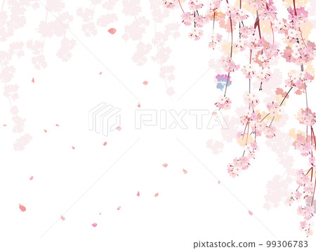 Cherry blossom branch background 2 weeping Cherry blossom branch background 2 weeping 99306783