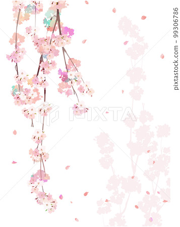 Cherry blossom branch background 5 weeping 99306786
