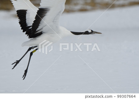 飛出雪原的丹頂鶴 99307664