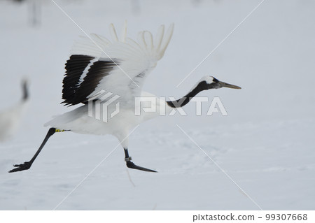 飛出雪原的丹頂鶴 99307668