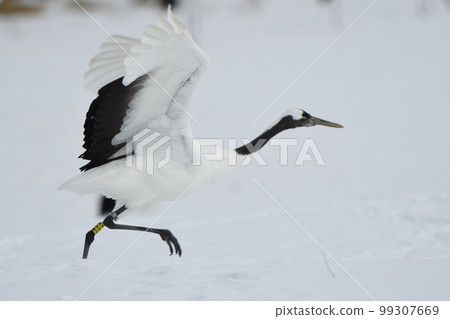 飛出雪原的丹頂鶴 飛出雪原的丹頂鶴 99307669