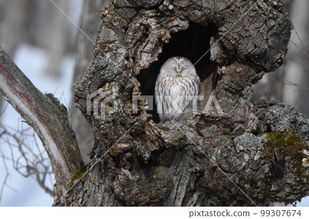 Yezo owl in the big tree cave Yezo owl in the big tree cave 99307674