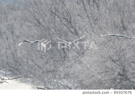 Hokkaido, Tsurui Village's Otowabashi Bridge, dyed in the morning glow, hoarfrost, and red-crowned cranes Hokkaido, Tsurui Village's Otowabashi Bridge, dyed in the morning glow, hoarfrost, and red-crowned cranes 99307676
