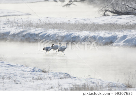 從北海道鶴居村音羽橋看到的一隻父子丹頂鶴在暴風雨中行走 99307685