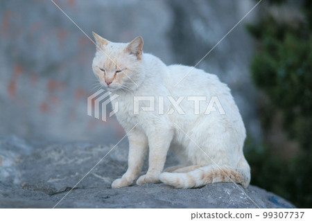 A homeless cat sits on the street. An abandoned animal on the streets of the city A homeless cat sits on the street. An abandoned animal on the streets of the city 99307737
