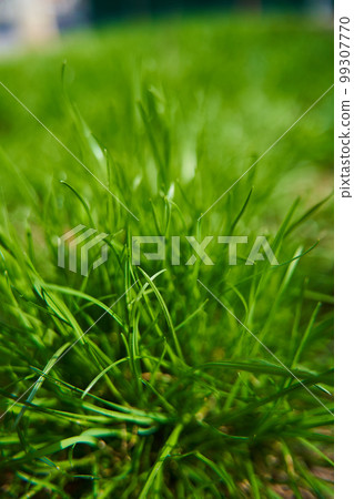 Closeup juicy green grass on the backyard Closeup juicy green grass on the backyard 99307770