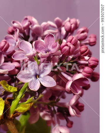 Close-up of blooming flowers on a branch of purple lilacs 99307807