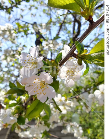 blossoming flower on tree branch. Spring greenery 99307814