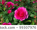 深粉色玫瑰 99307976
