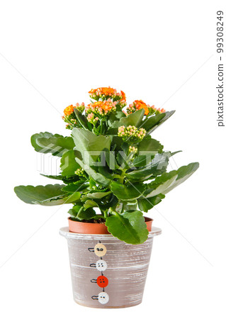 Kalanchoe (Kalanchoe blossfeldiana) flower with colorful orange flowers in beautiful decorative pot. 99308249