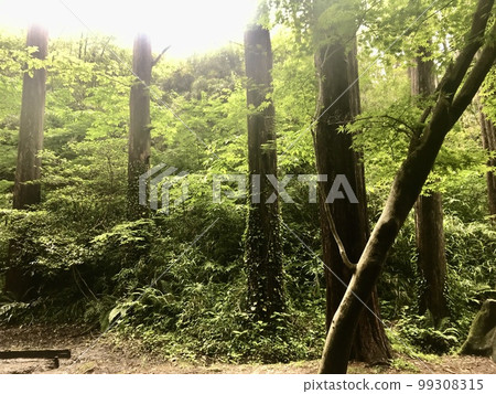 Trees in the forest 99308315