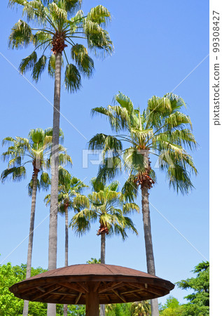 Palm trees, awnings and blue sky Palm trees, awnings and blue sky 99308427