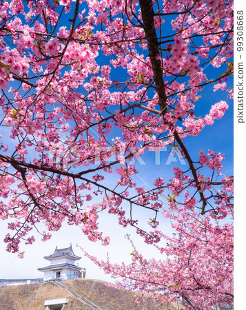 Utsunomiya, Tochigi, March Utsunomiya Castle's Seimeidai (turret) and Kawazu cherry blossoms Utsunomiya, Tochigi, March Utsunomiya Castle's Seimeidai (turret) and Kawazu cherry blossoms 99308668