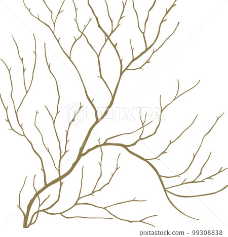 櫻花，分支，芽，花 99308838