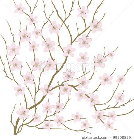 櫻花，分支，芽，花 99308839