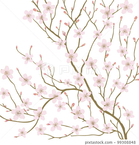 櫻花，分支，芽，花 99308848