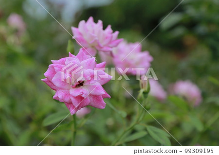 Arao City Ominous Citizen Flower Bed Rose Flower, 99309195