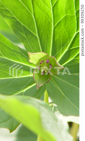 Shining green leaves and leaf veins are beautiful Flower (April) Trillium 04V9.16 Shining green leaves and leaf veins are beautiful Flower (April) Trillium 04V9.16 99309250