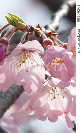 Cute pistils and stamens in pink petals Flower (April) Sakura Somei Yoshino (Somei Yoshino) 10V9.1 99309261
