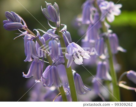 A bell-like ring stands out among the flowers Flower (April) Syrah campanulata 08H4.3 99309262