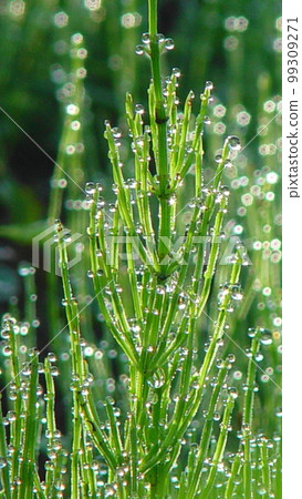 Fresh water droplets shining in the morning sun Flower (April) Horsetail (Segina) 04V9.16 Fresh water droplets shining in the morning sun Flower (April) Horsetail (Segina) 04V9.16 99309271