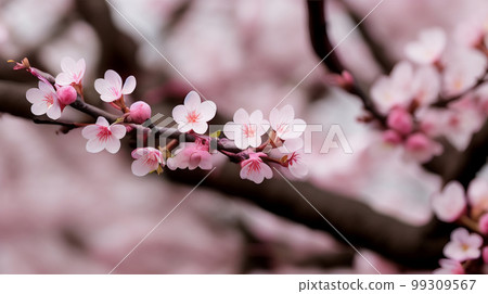 櫻花賞春櫻花樹枝特寫日式插畫-插圖素材 [99309567] - PIXTA圖庫
