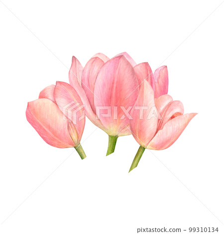 Watercolor pink tulips at the center of the square card. Delicate watercolor square postcard with white background for a logo or a badge, greetings, collages, sketchbooks Watercolor pink tulips at the center of the square card. Delicate watercolor square postcard with white background for a logo or a badge, greetings, collages, sketchbooks 99310134