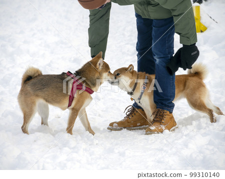Japanese red coat dog is in winter forest. Portrait of beautiful Shiba inu playing on the snow 99310140