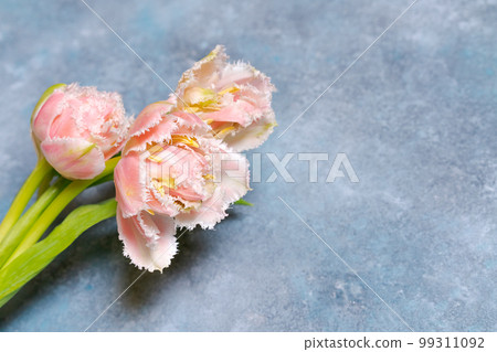 Pink tulips on a blue background. Flat, top view. Valentine background, concept 99311092