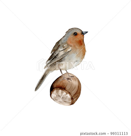 Watercolor Bird Robin Hand Drawn Winter Illustration isolated on white background. Hand-drawn watercolor illustration. whole and half slice nuts. Hazelnut. Redbreast 99311113