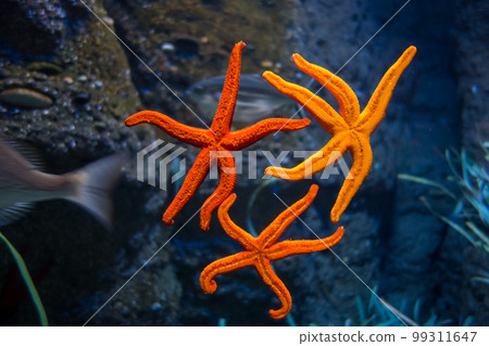 Starfish in ocean 99311647
