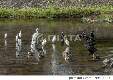 鴨川中的一群大鸕鶿、wigeons 和白鷺 99311883