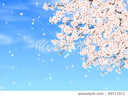 櫻花 藍天 櫻花風暴 99311912