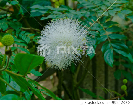 豆科植物之花 99312020