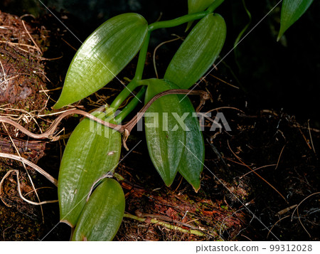evergreen climbing plant of the orchid family vanilla evergreen climbing plant of the orchid family vanilla 99312028
