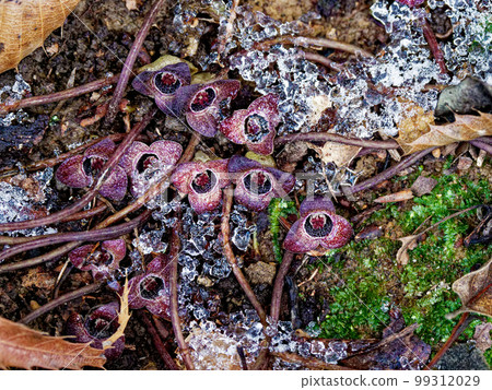 flower of Aristolochiaceae 99312029