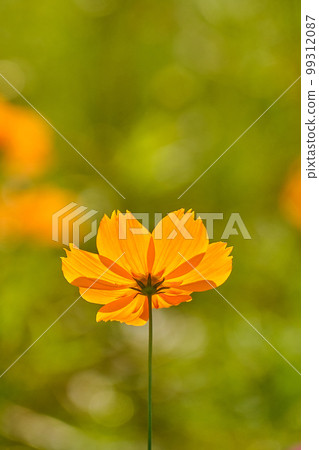 Cosmos Cosmos 99312087