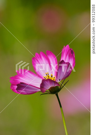 Cosmos Cosmos 99312088
