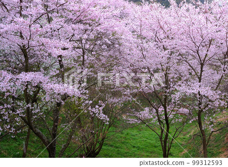Cherry blossoms in full bloom in the valley between mountains 99312593
