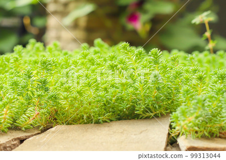 Stonecrop sedum plants and stone. small green succulent plants a lot. Front view, selective focus 99313044