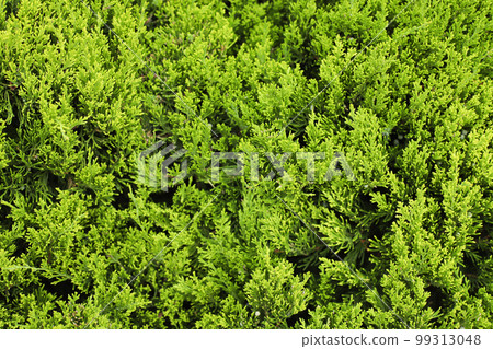 Green thuja tree branches texture background, tui tree, thuja arborvitae conifer tree branch. Full frame. Green thuja tree branches texture background, tui tree, thuja arborvitae conifer tree branch. Full frame. 99313048