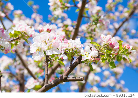Blossom apple tree. White pink flowers of apple tree variety Bashkirskiy krasavets - Bashkir handsome on blue sky. Flowers a lot. Selective focus, close-up Blossom apple tree. White pink flowers of apple tree variety Bashkirskiy krasavets - Bashkir handsome on blue sky. Flowers a lot. Selective focus, close-up 99313124