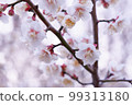 Plum blossom  99313180