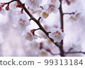 Plum blossom  99313184