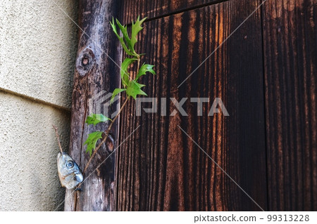 入口處陳列的柊沙丁魚 99313228