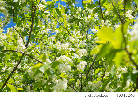 White bird cherry flowers blossom and green leaves in sunlight. Full frame, selective focus. White bird cherry flowers blossom and green leaves in sunlight. Full frame, selective focus. 99313246
