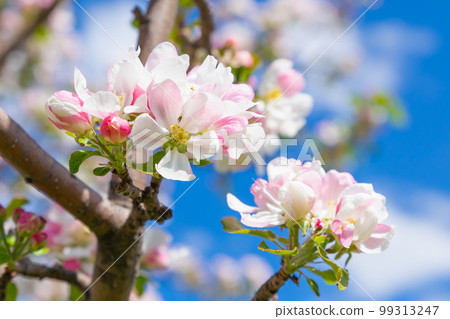 Flower blossom apple tree close-up. White pink flowers of apple tree variety Bashkirskiy krasavets - Bashkir handsome on blue sky. Selective focus, macro photo. Flower blossom apple tree close-up. White pink flowers of apple tree variety Bashkirskiy krasavets - Bashkir handsome on blue sky. Selective focus, macro photo. 99313247
