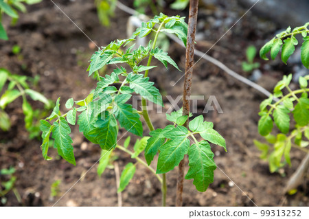 Young tomato plant, tomatoes seedling, organic garden. Close-up, top of tomato plant in greenhouse, hothouse. Young tomato plant, tomatoes seedling, organic garden. Close-up, top of tomato plant in greenhouse, hothouse. 99313252